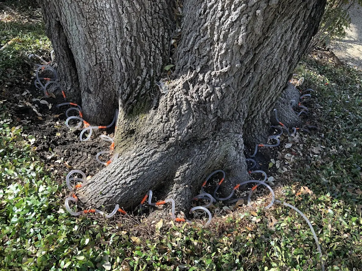 Detailed Tree Cabling and Bracing job site in Cloquet